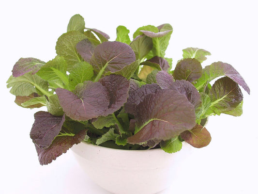 Mustard Leaf Osaka Purple