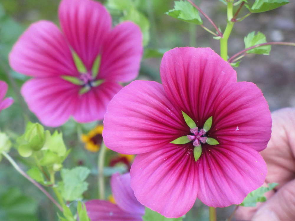 picture of Malope trifida Vulcan
