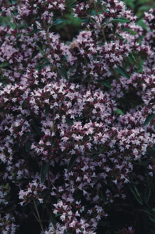 Marjoram Pot
