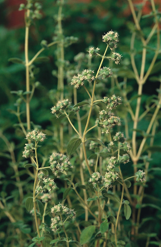 Marjoram Sweet