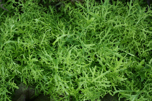 Mustard Leaf Golden Streaks