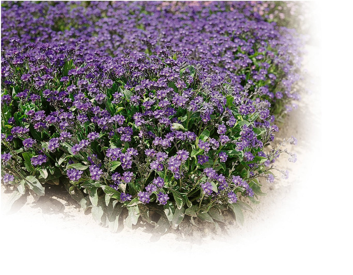 Myosotis (Forget-me-not) Ultramarine