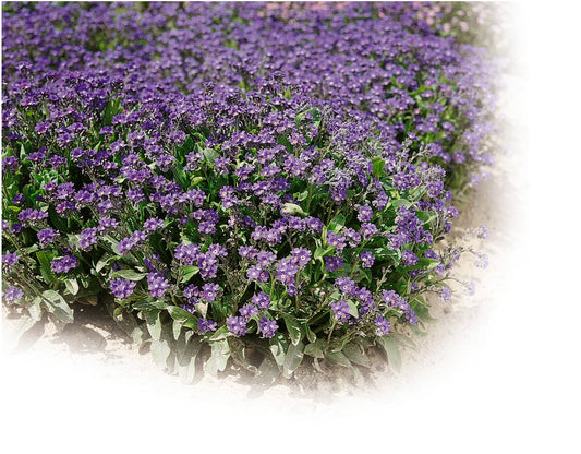 Myosotis (Forget-me-not) Ultramarine