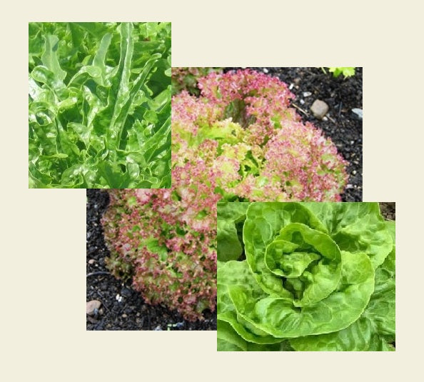 May’s Lettuce Collection
