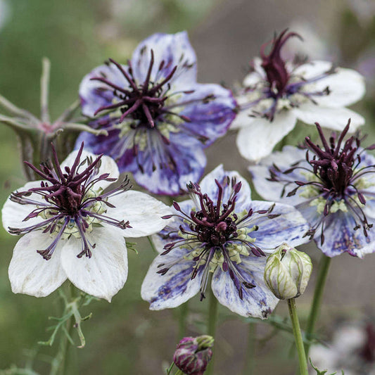 picture of Nigella Delft Blue
