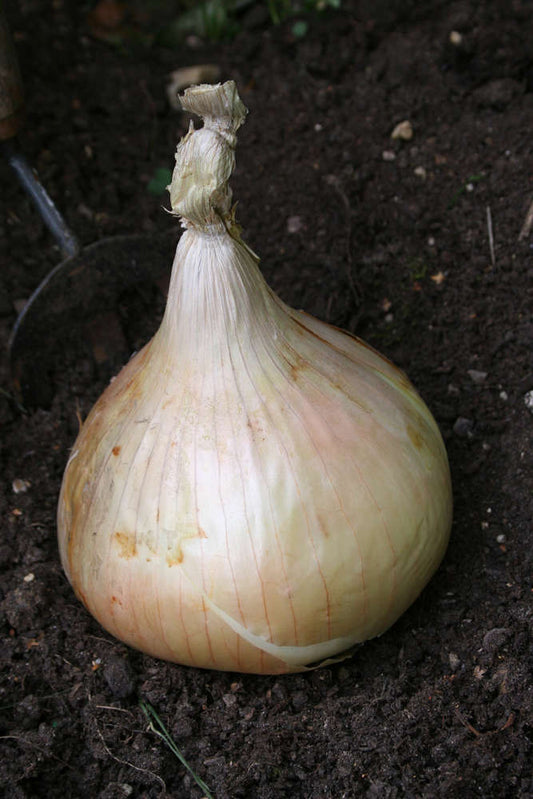picture of Onion Globo