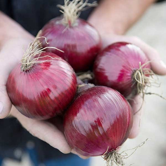 picture of Onion Red Tide F1 naturally nurtured seed