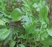 picture of Oriental Salad Mix (Baby Leaf)