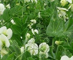 picture of Pea Jubilee (2nd Early)