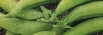 picture of Pea Sugar Bon (sugar snap)