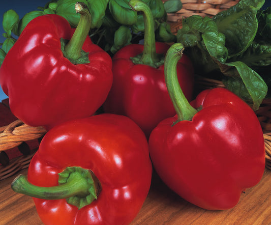 Pepper Beauty Belle F1