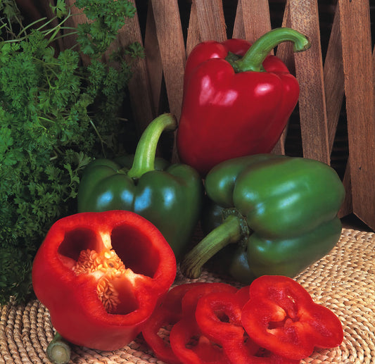 Pepper New Ace F1