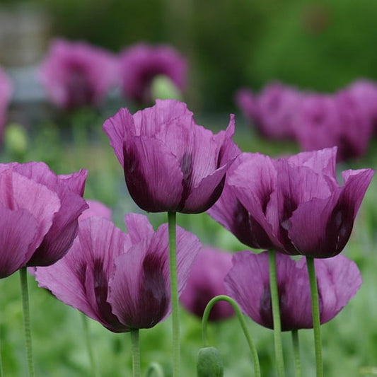 Papaver Hungarian Blue