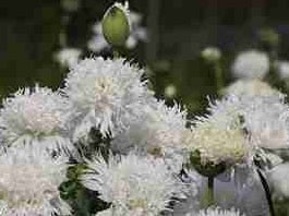 Papaver White Swan