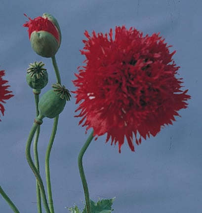 Papaver Scarlet Oase