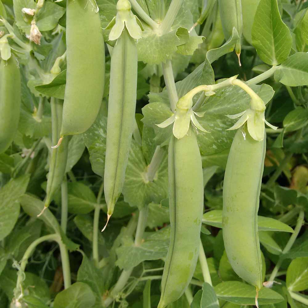 Pea Trio for Perfect Pickings