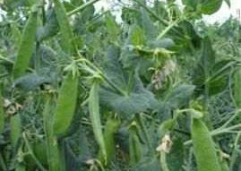 picture of Pea Charlie (maincrop)