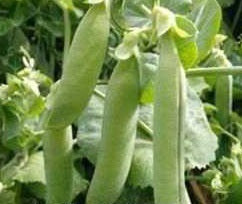 picture of Pea Oasis (maincrop)