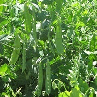 picture of Pea Sweet Sahara (snow pea)