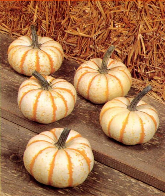 Pumpkin Lil' Pump-Ke-Mom