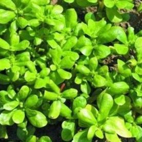 picture of Summer Purslane Mix