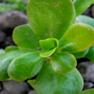 picture of Summer Purslane Mix