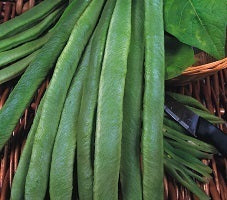 picture of Runner Bean Aintree