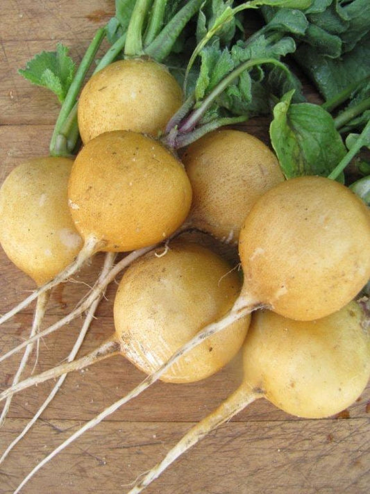 Radish Zlata