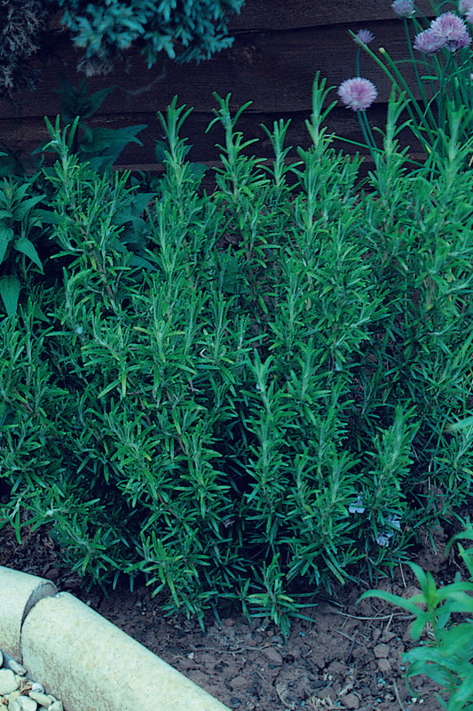 Rosemary