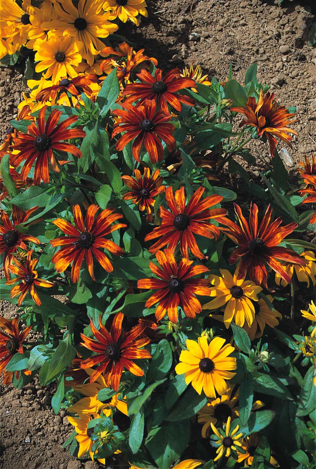 Rudbeckia Rustic Dwarf Mixed