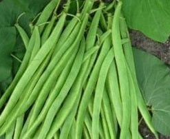 picture of Runner Bean Equator