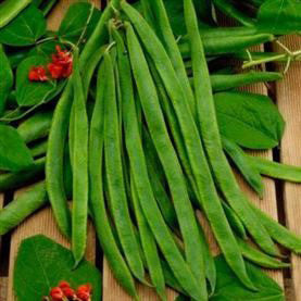picture of Runner Bean Scarlet Empire