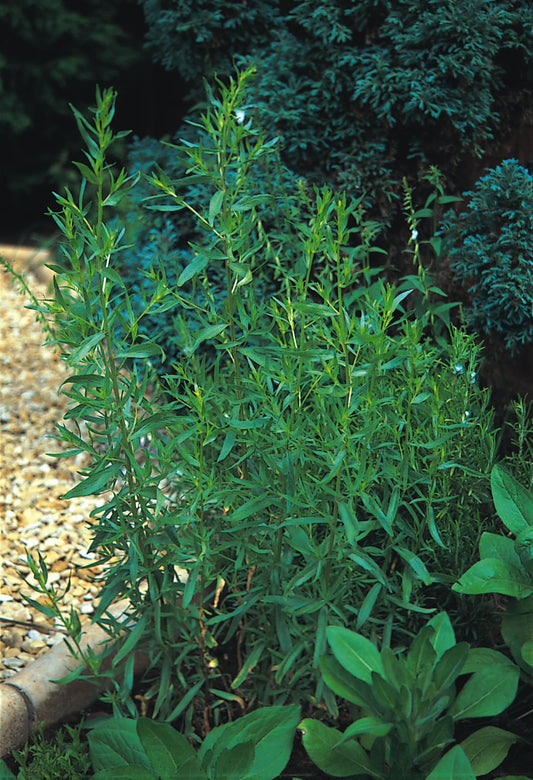 Tarragon Russian