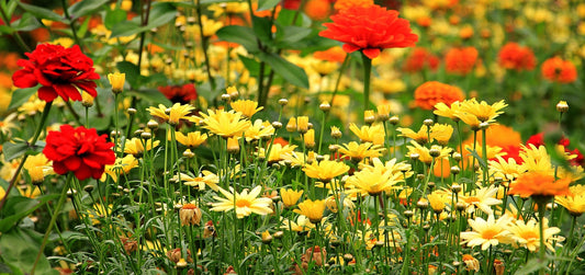Speedy Summer Flowering Mix