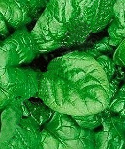 picture of Spinach Greta F1