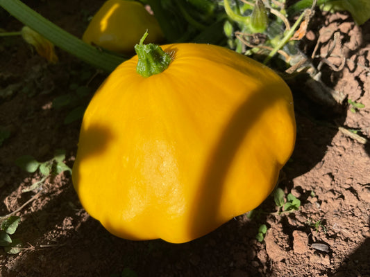 Squash Sunbeam F1