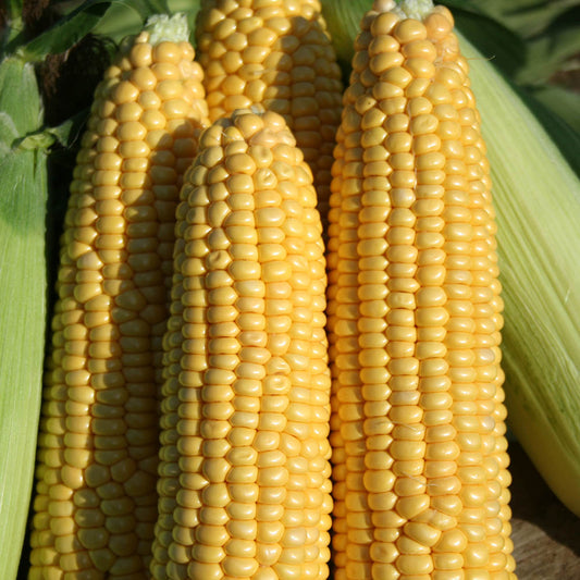 Sweet Corn Earlibird F1