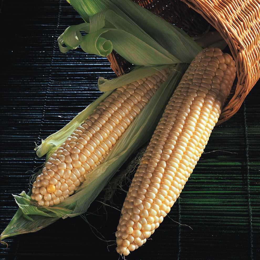 Sweet Corn Northern Extra Sweet F1 – MoreVeg Seeds