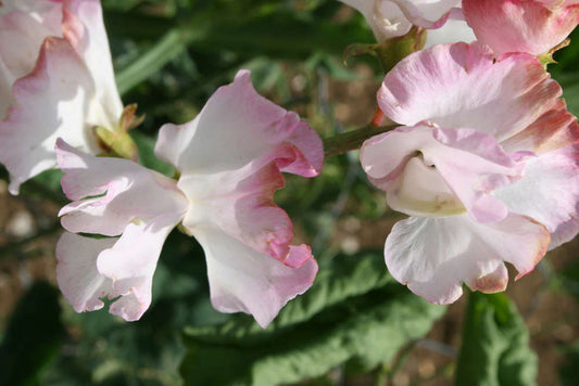 picture of Sweet Pea Anniversary
