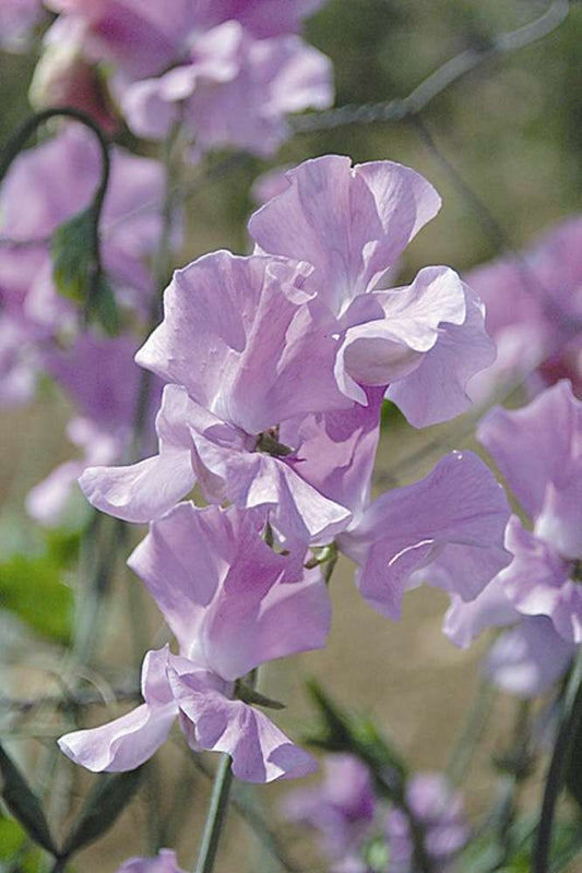 picture of Sweet Pea Daphne