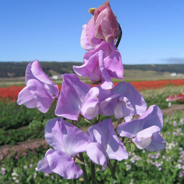 SWEET PEA PROFUSION