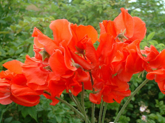 picture of Sweet Pea Red Ensign