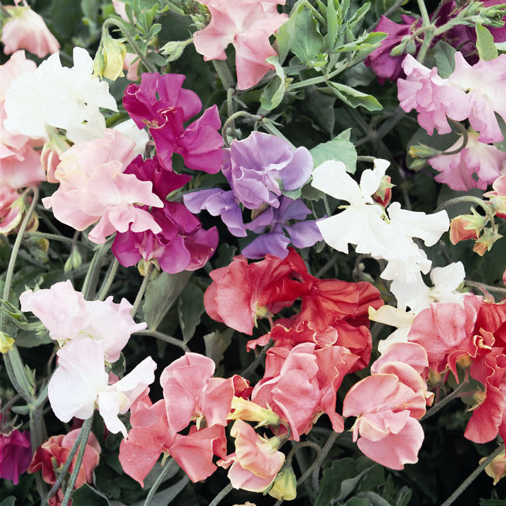 Early Sowing Flowers