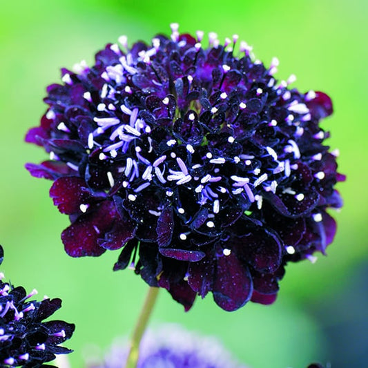 Scabiosa atropurpurea Black Knight