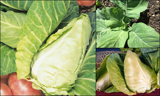 Spring Cabbage Collection