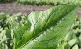 Spinach for Springtime