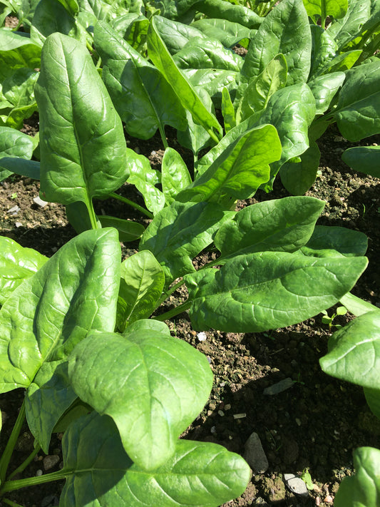 AUGUST SPINACH TRIO