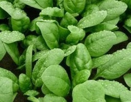 picture of Spinach Banjo F1