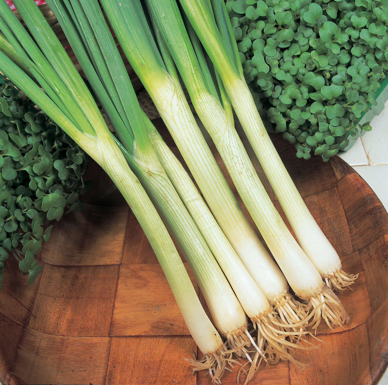 SEPTEMBER SOWING COLLECTION