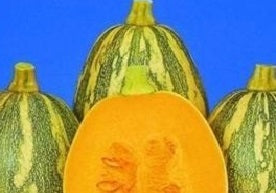 Squash Fairy F1